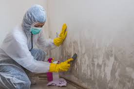 Why You Should Choose Our Mold Remediation Services in Stewart Manor, NY